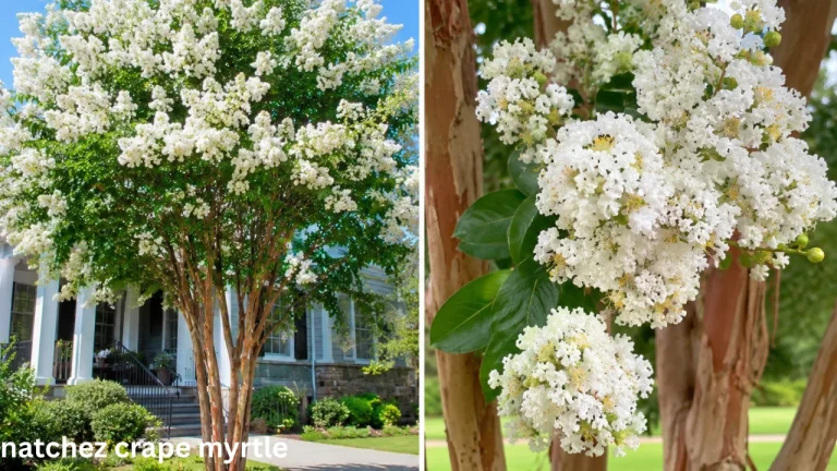 natchez crape myrtle