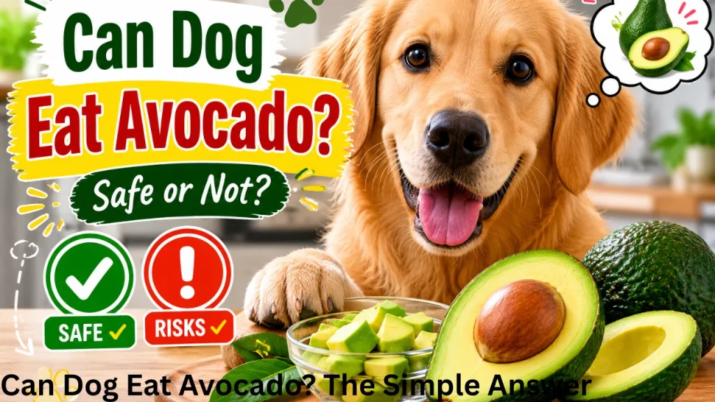 Can Dog Eat Avocado? The Simple Answer